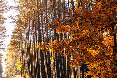 开云体育平台APP-印度队逆转德国队，陈雨菲点燃赛场